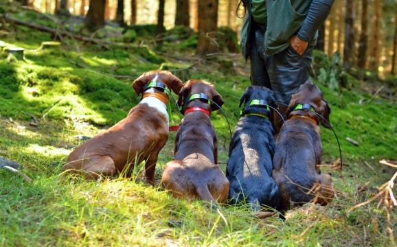 Chiens de chasse