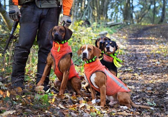 Accessoires canins