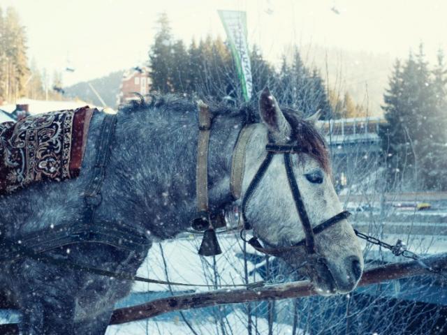 Comment protéger son cheval à l’arrivée de l’hiver ? Equi'Nature vous répond.