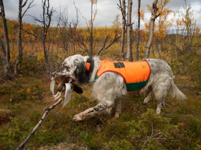 Comment équiper son chien pour la chasse ? Equi'Nature vous conseille.